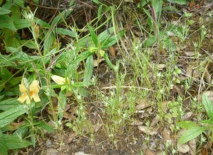 Logfia gallica Plant